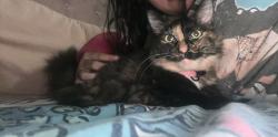 Lost Female Cat last seen Bayhead dr, San Antonio, TX 78220