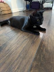 Found/Stray Female Cat last seen 44th st and Bellview, Phoenix, AZ 85008
