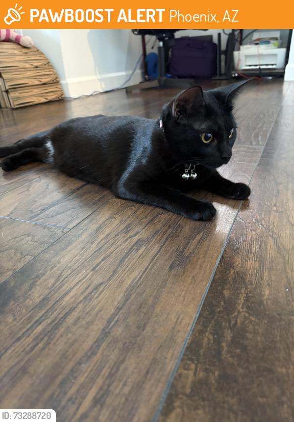 Found/Stray Female Cat last seen 44th st and Bellview, Phoenix, AZ 85008