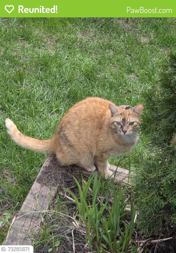 Reunited Female Cat last seen Simcoe and Scugog st, Scugog, ON L9L 1G1
