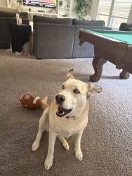 Reunited Female Dog last seen Near Benmyrtle Trail, Georgetown TX 78626, Georgetown, TX 78626