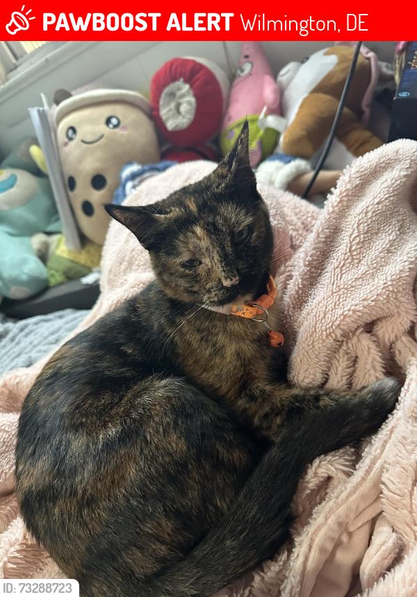 Lost Female Cat last seen S union st, Wilmington, DE 19805
