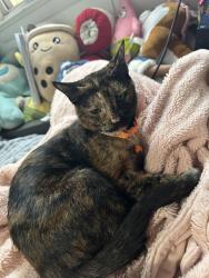 Lost Female Cat last seen S union st, Wilmington, DE 19805