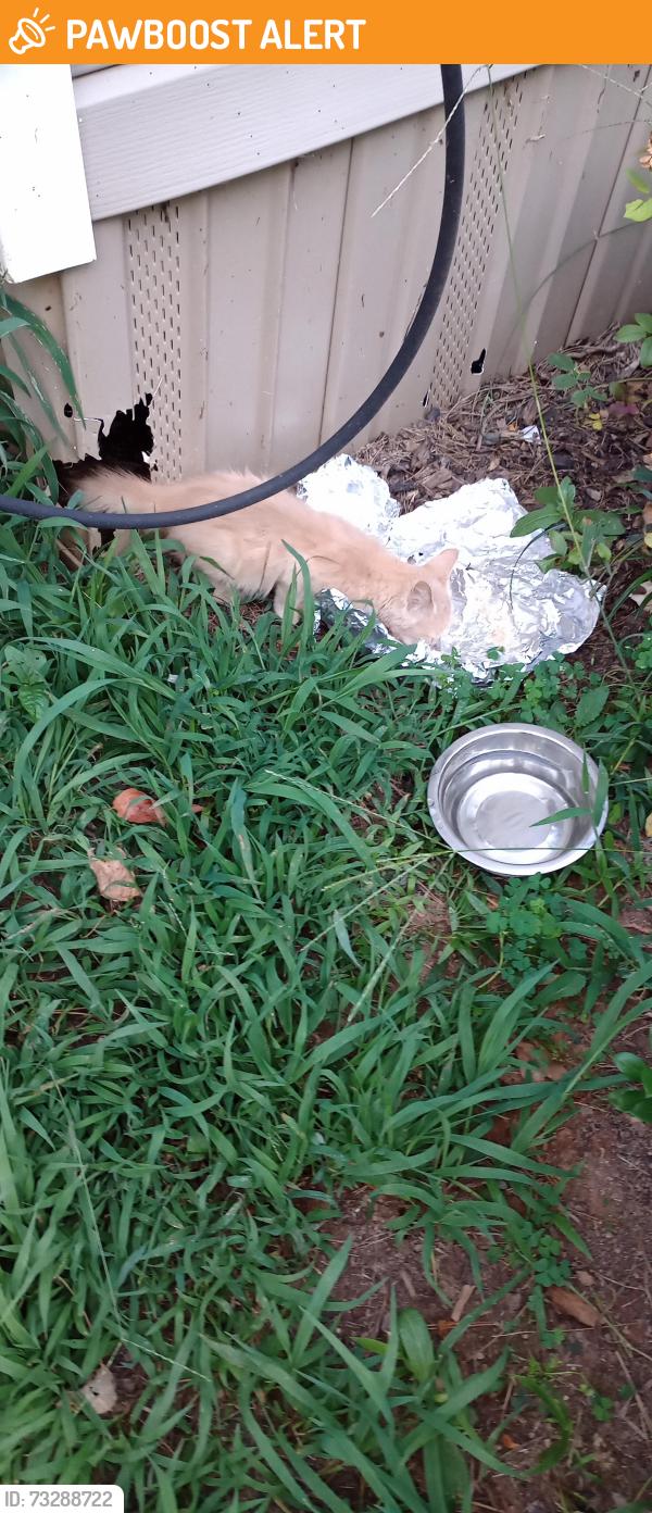 Found/Stray Unknown Cat last seen Route 8 Pelzer, Greenville County, SC 29669