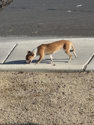 Found/Stray Female Dog last seen Nellis and riata, Las Vegas, NV 89147