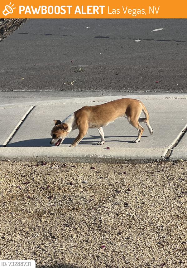 Found/Stray Female Dog last seen Nellis and riata, Las Vegas, NV 89147