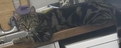 Reunited Female Cat last seen Victoria Rd, Birmingham, UK, West Midlands, England 