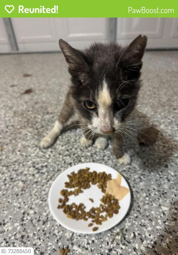 Reunited Unknown Cat last seen Forestgate pool, The Woodlands, TX 77382