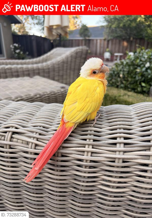 Lost Unknown Bird last seen Ranch romero elementary school, Alamo, CA 94507