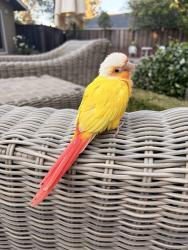 Lost Unknown Bird last seen Ranch romero elementary school, Alamo, CA 94507