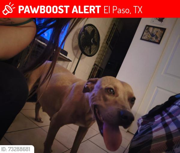 Lost Female Dog last seen Ascension/ Kentwood 79928, El Paso, TX 79928