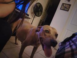 Lost Female Dog last seen Ascension/ Kentwood 79928, El Paso, TX 79928