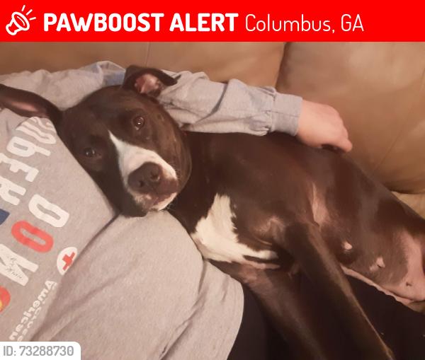 Lost Female Dog last seen Lynch Rd and Warm Springs Rd, Columbus, GA 31820