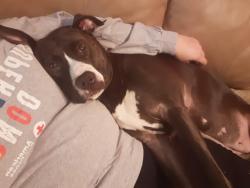 Lost Female Dog last seen Lynch Rd and Warm Springs Rd, Columbus, GA 31820