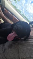 Lost Male Dog last seen New union Baptist chuch, Bassfield, MS 39421