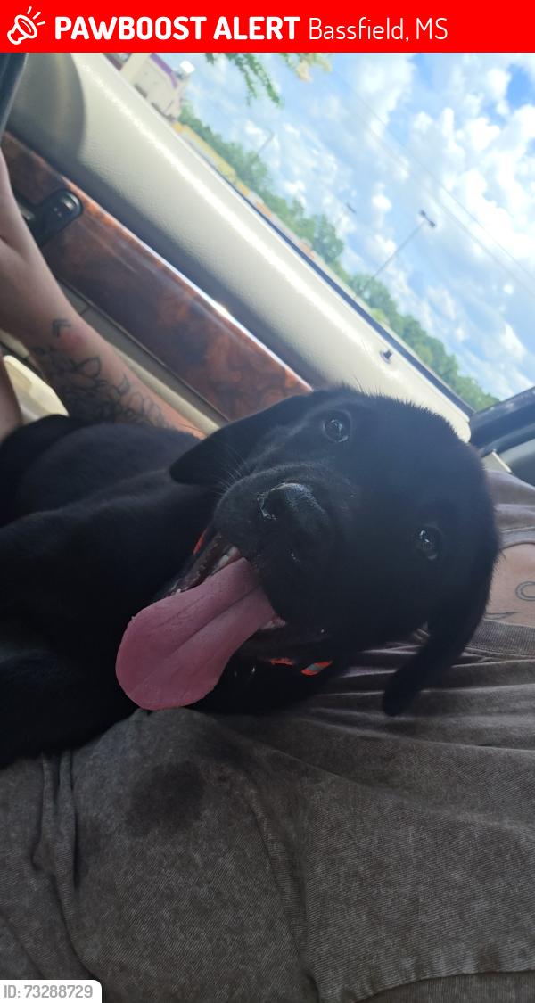 Lost Male Dog last seen New union Baptist chuch, Bassfield, MS 39421