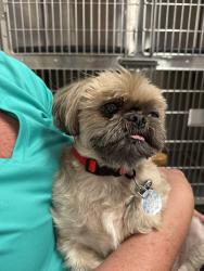 Lost Male Dog last seen Galleon and Birchwood, Columbus, OH 43228
