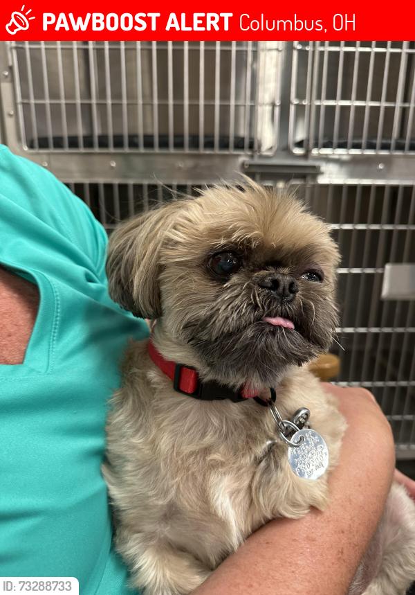 Lost Male Dog last seen Galleon and Birchwood, Columbus, OH 43228