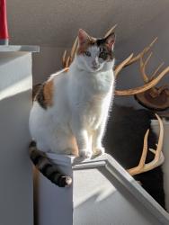 Lost Female Cat last seen Woodlake, Vass, Vass, NC 28394