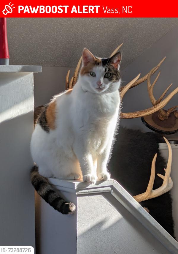 Lost Female Cat last seen Woodlake, Vass, Vass, NC 28394