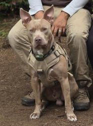 Reunited Male Dog last seen Near Albsny st Sw, Rochester, Rochester, WA 98579