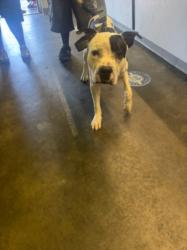 Shelter Stray Male Dog last seen , 1850 W 60th St, Los Angeles, CA 90047, USA