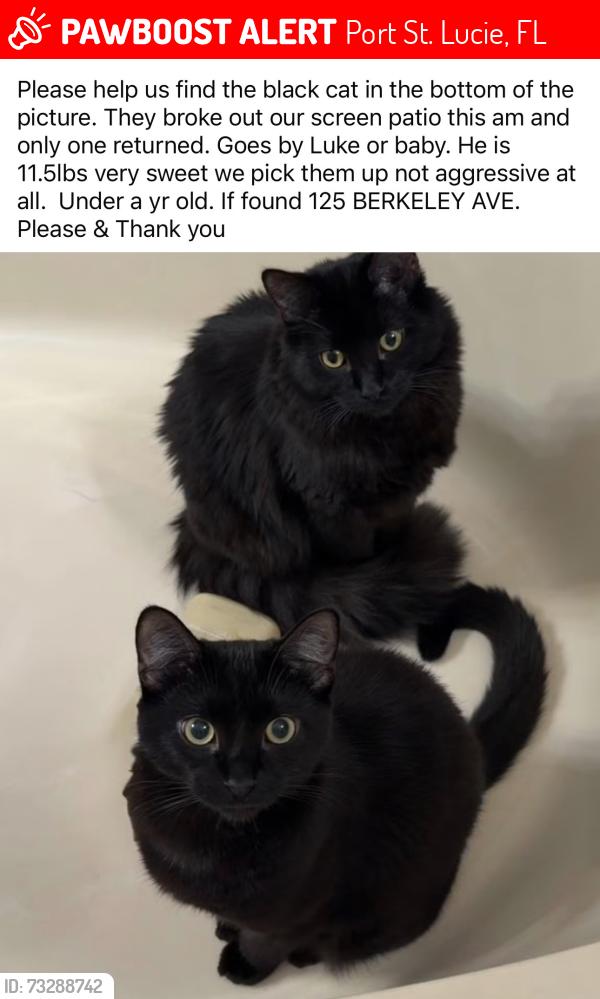 Lost Male Cat last seen Berkeley Avenue in Magnolia Lakes, Port St. Lucie, FL 34986