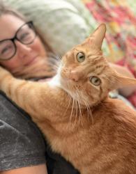 Lost Female Cat last seen Bristol road, Ventura, CA 93003