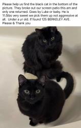 Lost Male Cat last seen Berkeley Avenue in Magnolia Lakes, Port St. Lucie, FL 34986