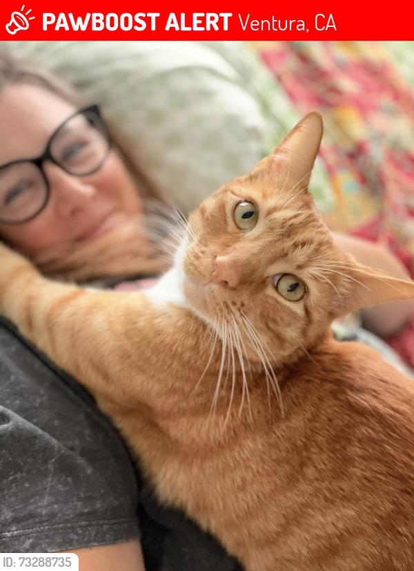 Lost Female Cat last seen Bristol road, Ventura, CA 93003