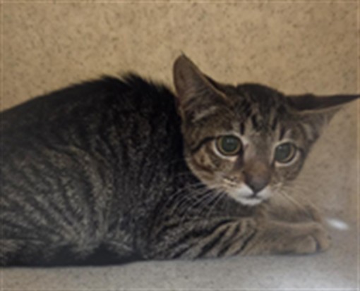 Shelter Stray Unknown Cat last seen NORTHLAKE DR SANFORD, 232 Eslinger Way, Sanford, FL 32773, USA