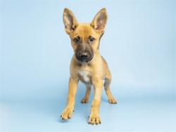 Shelter Stray Female Dog last seen 59TH AVE/BETHANY HOME, 5501 E Van Buren St, Phoenix, AZ 85008, USA