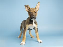Shelter Stray Female Dog last seen 59TH AVE/BETHANY HOME, 5501 E Van Buren St, Phoenix, AZ 85008, USA