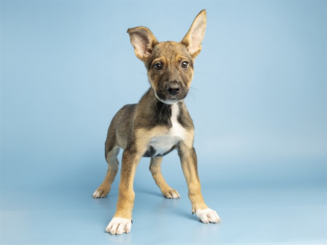 Shelter Stray Female Dog last seen 59TH AVE/BETHANY HOME, 5501 E Van Buren St, Phoenix, AZ 85008, USA