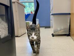 Shelter Stray Male Cat last seen ST LOUIS CITY, 4850 Mid Rivers Mall Dr, St Peters, MO 63376, USA