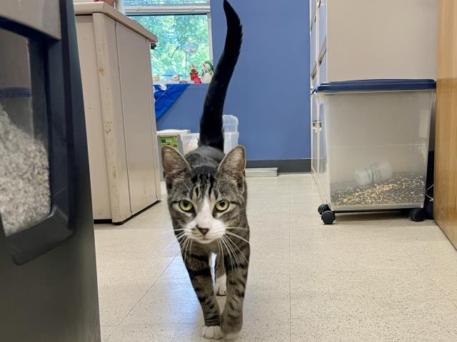 Shelter Stray Male Cat last seen ST LOUIS CITY, 4850 Mid Rivers Mall Dr, St Peters, MO 63376, USA