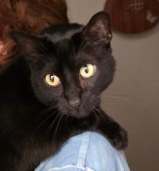 Lost Male Cat last seen The reserve, Vancouver, WA 98683
