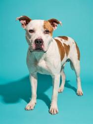 Shelter Stray Male Dog last seen Near BLOCK KERNAN LAKE DR, 2020 Forest St, Jacksonville, FL 32204, USA