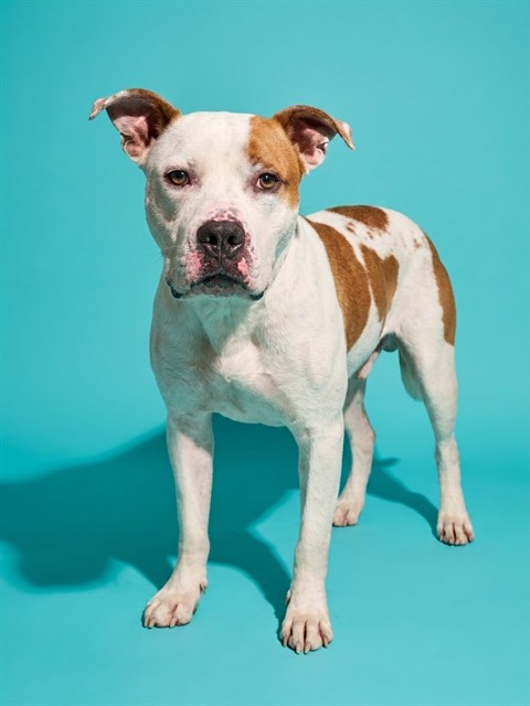 Shelter Stray Male Dog last seen Near BLOCK KERNAN LAKE DR, 2020 Forest St, Jacksonville, FL 32204, USA