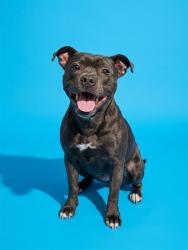 Shelter Stray Female Dog last seen W 10TH ST, 2020 Forest St, Jacksonville, FL 32204, USA