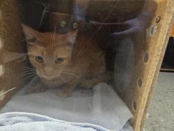 Shelter Stray Unknown Cat last seen Near BLOCK W JAMES PL, KENT WA 98032, 21615 64th Ave S, Kent, WA 98032, USA