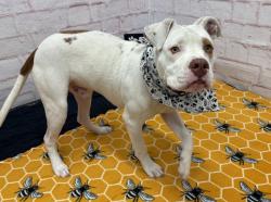 Shelter Stray Male Dog last seen Near BLOCK MANOR ST, DETROIT MI 48221, 7401 Chrysler Dr, Detroit, MI 48211, USA
