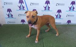 Shelter Stray Male Dog last seen , 2769 Conroy Rd, Orlando, FL 32839, USA