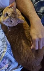 Reunited Female Cat last seen Dacy lane, Kyle, TX 78640