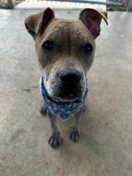 Shelter Stray Female Dog last seen CHARLOTTE, 8315 Byrum Dr, Charlotte, NC 28217, USA