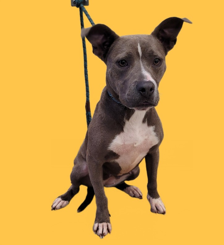 Shelter Stray Female Dog last seen , 3201 Lacy St, Los Angeles, CA 90031, USA