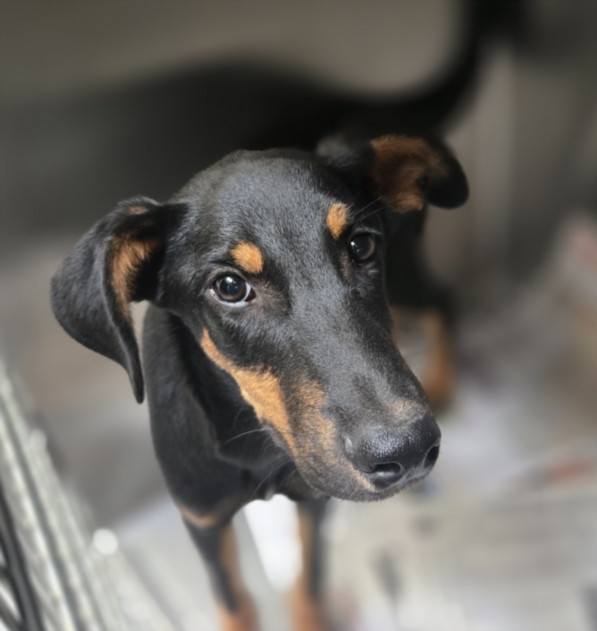 Shelter Stray Male Dog last seen , 3201 Lacy St, Los Angeles, CA 90031, USA