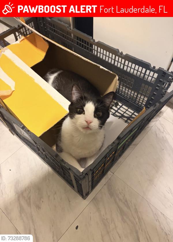 Lost Male Cat last seen next to sw 12th ave entering the 30th st, Fort Lauderdale, FL 33315