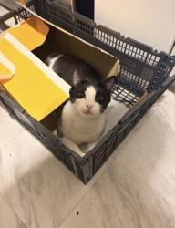 Lost Male Cat last seen next to sw 12th ave entering the 30th st, Fort Lauderdale, FL 33315