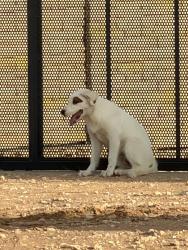 Found/Stray Unknown Dog last seen 146th and Huron, Lubbock, TX 79424
